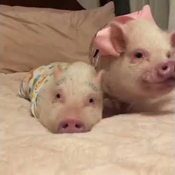Pigs Host Slumber Party for Little Goat Friend