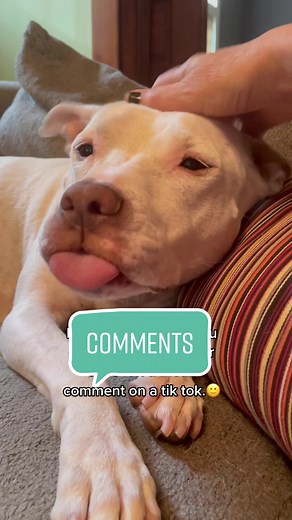 Buffy and Lulu on TikTok