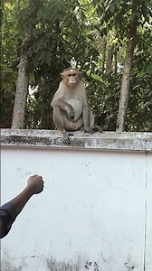 monkey 🐒
