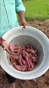 Sweet potatoes harvesting | vivasayam #shorts