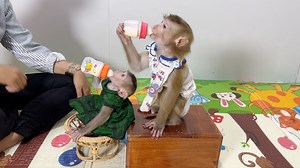 11K views · 488 reactions | So Cute Sara, Emma Sit Drinking Milk By Mommy Order | Monkey Daily | Facebook