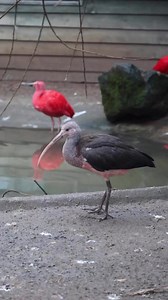 Our scarlet ibis chick is growing up 💖! Can you see the pinky/red feathers peeking out between the grey plumage 👀? When these beautiful birds mature, their feathers take on the pigments from the red crustaceans they eat 🦀. The colour will deepen and become even more spectacular as the chick gets older 🌟 | Drusillas Park