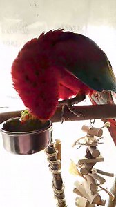 Is there any other way to eat your breakfast? 🤣 This was immediately after Henry saw Mum eat with a spoon.. sooo smart! 😍🥰❤️ | Macaws And More