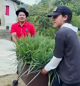 39K views · 1.1K reactions | Salí a cosechar cebolla y llevar al mercado, y ver cómo aprecian la gente un producto orgánico. | Juanito el curioso | Facebook