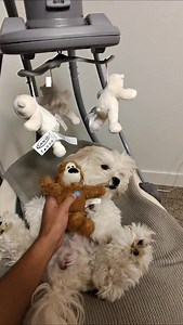 27K views · 3.8K reactions | He sleeps better than me most nights  #puppy #maltipoo #cutedogs #bestdog | Mr.milobug | Facebook