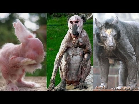 These 15 Animals Without Hair Are \r Barely Recognizable