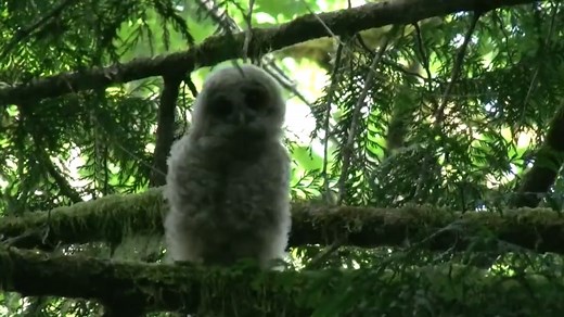 It's Superb Owl Sunday, so we've got an adorable spotted owl chick to share with you, along with a little Center history. Over 30 years ago, beneath the ancient ponderosa pines of New Mexico's Gila wilderness, the Center's three founders met while surveying owls for the U.S. Forest Service. When their surveys turned up a rare Mexican spotted owl nest in an old-growth tree, and they found out that same tree was part of a vast area slated to be razed in a massive timber sale, they took their findi