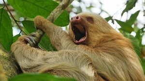 Sloth Yawning Sleeping On Branch Costa Stock Footage Video (100% Royalty-free) 24790583 | Shutterstock