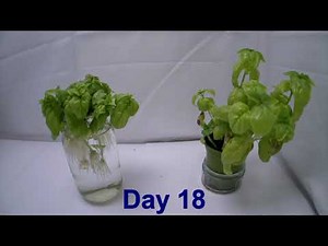 Growing Basil Cuttings Time-Lapse