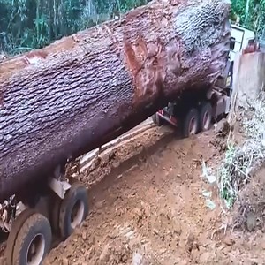 274K views · 613 reactions | Dangerous Huge Tree Felling and Crazy Logging Trucks Fails in Brazil & USA | Deep Feelings | Facebook