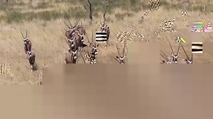 Gemsbok/Oryx - one of the iconic antelopes of the Kalahari Desert and one of the most strikingly beautiful antelopes of the African Bush Kingdom #kalahari #AfricanBushKingdom Kgalakgadi Transfrontier Park 🇳🇦🇧🇼🇿🇦 | African Bush Kingdom