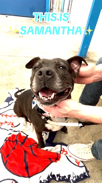 13K views · 560 reactions | It's easy to fall in love with Samantha...