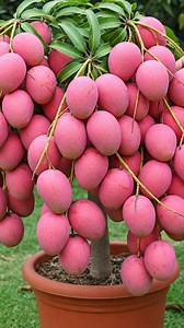 Mango Magic_ A Step-by-Step Guide to Growing Your Own Tree #shorts #mangotree #gardening #bhfyp #nutrition #fruitlover #fruits #fitness #fruitgarden #shortsfeed #instagram #tree #fruittree #fruittrees #grafting #reelsvideo #shortsreels #shortsviral #garden #shortsvideo #satisfying #fruit #shots #reelsfb #fruitsalad #freshfruit #agriculture #trees | Garden Tree