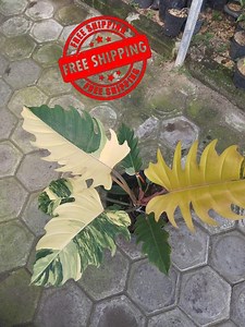 Philodendron Caramel Marble Variegated Real Picture Luxury Plant - Etsy Canada