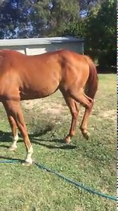 Stringhalt and its causes