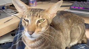 One-sided conversation with Ollie | UltraVires Oriental Shorthairs