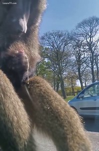 Monkey cums for girls