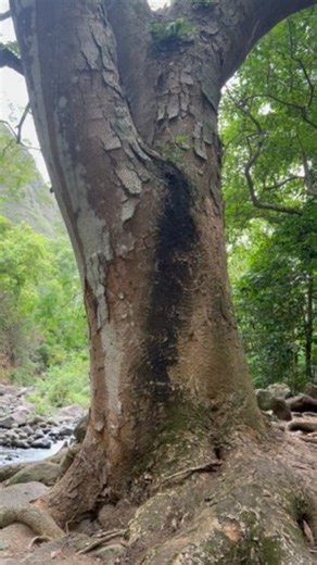By the stream in the Iao Valley in Maui! | Cindy Jacobs