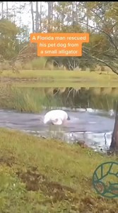 Florida man saves puppy from alligator without losing his cigar #cutepet #pets #funny #petfunny #animals #pet #cute #viral #trending #funny | Papa Ken Bacolod