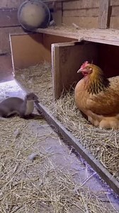 9.1K views · 60 reactions | Hen Angry Feathers, Weasel Calm Face  • • • • • #chicken #chickens #chickensofinstagram #backyardchickens #hens #poultry #rooster #hensofinstagram #farm #farmlife #petchickens #backyardpoultry #freerangechickens #eggs #chooks #chickenlove #chickenlife #chickensofig #handmade #animals #homestead #chickencoop #art #chicks #happychickens #fashion #crazychickenlady #diy #love #happyhens | Funny Rooster Zone | Facebook