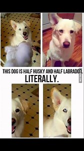 Half husky and half Labrador! #husky #siberian #siberianhusky #snowdog #sleddog #huskypuppy | George the HUSKI