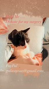 2.6K views · 31 reactions | Galway Cat Rescue on Reels | Facebook