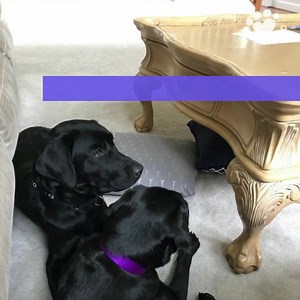 157K views · 18 reactions | Lulu may not have made the cut with the CIA, but it sounds like she's thriving in her new job! | The Commercial Appeal | Facebook