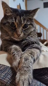 22K views · 3.5K reactions | Learn why cat's love men Best explain #cats #petslover #fyp #foryoupage #fbreelsviral | Pepper Wolf | Facebook