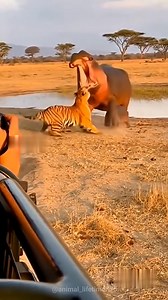 50K views · 537 reactions | Tiger try to grab baby hippo in front of hippo|| #shorts #facts #animal | Reel Fact | Facebook