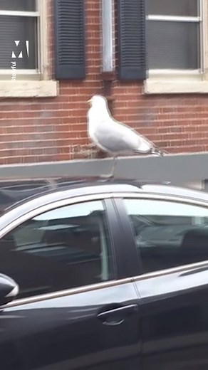 WHAT 😱 IS 😱 GOING 😱 ON? 😱 | Metro