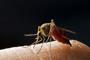 Hand-held malaria tester sequences DNA, suggests meds quickly