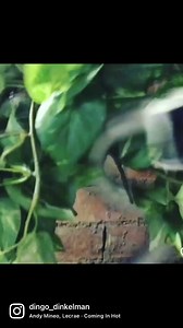 6.3K views · 77 reactions | #MambaMonday Comin’ in hot, blowin’ out snot   @dingo_dinkelman  @thedinkelmans @dingosfarmandreptilepark#DingoDinkelman #TheDinkelmans #Reptiles #Snakes #DingosFarmAndReptilePark #DingosAnimalKingdom #EducateInspireProtect #Animals #Reels | Dingo | Facebook