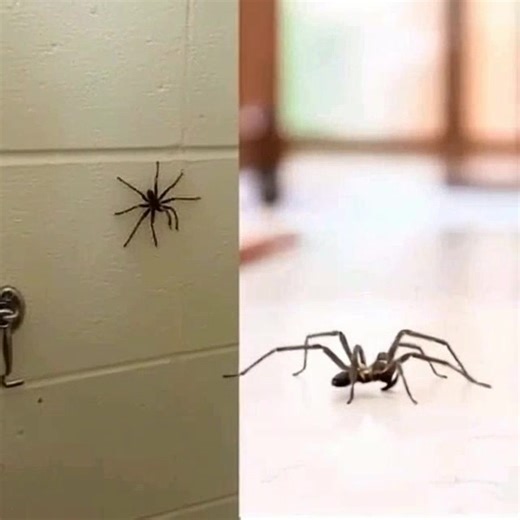 Saviez-vous que : Quand une araignée visite votre maison, c'est le signe de... Voir plus | Les Meilleures Caméras Cachées