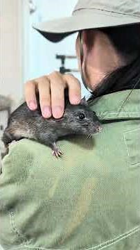 A Big Fat Black Roof Rat! #animals #cute #pets