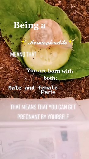 Understanding Hermaphrodites: Explained