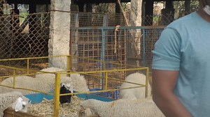 Rambouillet Sheep Farm in Karnataka #Rambouilletsheepfarm | My Nature India Foundation