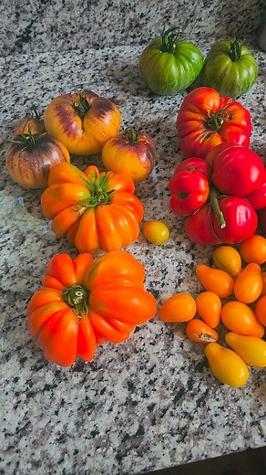 Peppers: Green Bell Jimmy Nardello Banana Tomatoes: Beefsteak Green Zebra Black Krim Atomic Graoe Orange Accordion Yellow Plum Queen of the Night Sart Roloise Red Cherry #iwetmyplants #gardenlife #garden #growwhatyoueat #eatwhatyougrow #homestead #tomato #peppers #cucumbers | Seth Wilcock
