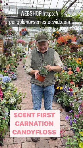 Carnation “Candyfloss” is a fragrant carnation that flowers for months and lasts for years . Happy in a sunny and free draining spot .Good in pots beds or rockeries. Planting time is from now,available in webshop webshop https://pergolanurseries.ecwid.com ALL IRELAND DELIVERY  32 Counties Pergola Nurseries Garden Corner, Virginia,Co Cavan A gardeners oasis of quality plants Open Tuesday to Saturday 10.30-6 Open Sundays 2-6 | Pergola Nurseries Garden Corner | Facebook