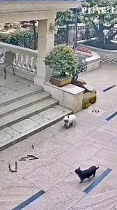 15K views · 91 reactions | Meraviglioso on Reels | Facebook