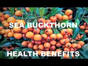 Sea Buckthorn: Health Benefits Scientifically Proven (video)
