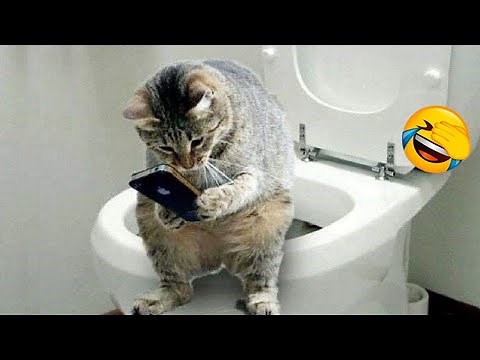 Essayez De Ne Pas Rire : 1 Heure De Vidéos De Chats Les Plus Drôles #4 | Vidéos Drôles D'animaux