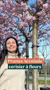 Prunus Accolade: a spectacular flowering cherry tree in spring 🌸