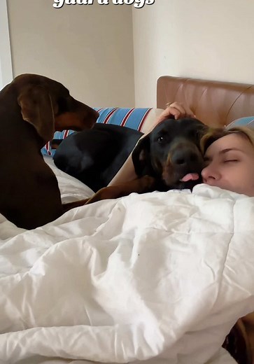 Dobermans are v scary 😂 #dobermanpinscher #doberman #dobies #naturalears #guarddog