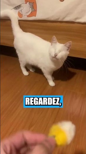 Ce pauvre petit chat est aveugle, mais saviez vous que vous pouvez quand même jouer avec lui