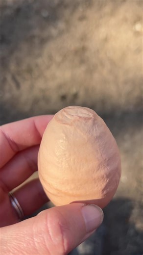 I just wanted to share this insane looking egg that one of our Clevyr clucks laid today! Has anyone else ever seen an egg like this? And yes, that was in fact Queen Poppy who pecked the egg.