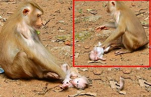 Poor miserable baby Leo cry and cry emotionally exhausted by nasty mom mistreat | Adorable Monkey