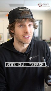 POSTERIOR PITUITARY, as the name implies, is the posterior aspect of the pituitary gland. This is smaller than the anterior pituitary and secretes two different hormones, antidiuretic hormone and oxytocin. Antidiuretic hormone acts upon the kidneys to decrease urine output. Oxytocin stimulates smooth muscle contractions of the uterus and stimulates milk ejection from the breasts. Oxytocin is also implicated in bonding, especially with mother and child, this is why it often gets nicknamed the “lo