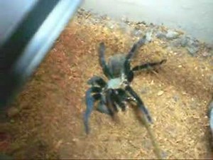 Haplopelma lividum Cobalt Blue