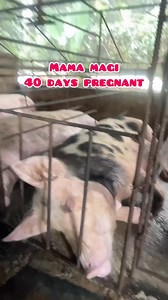 Mama Magi @ 40 days pregnant #pregnantpig #inahingbaboy | Archer Pig Farm