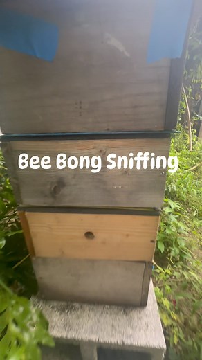 Bee bong sniffing is a thing y’all. I have this set up on my favorite Hive Aine so that I can breath the hive air or scents of the hive. The one inch hole has a mesh at the back that the bees choose to seal with propolis, which I think makes it even more medicinal when sniffing. My friend @aliciahugh told me to go hive sniffing as I’m sick this week with a cold. What a great reminder! #bee #bees #beebongsniffer #propolis #hive #healing #beehive #apitherapy #apitherapie #abejas #bienen #abeilles 